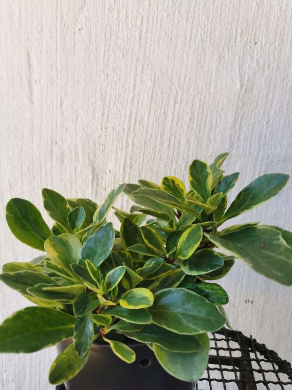 Baby Rubber Plant Combo (Pink + Green Baby Rubber Plants) 12 cm Nursey Pots