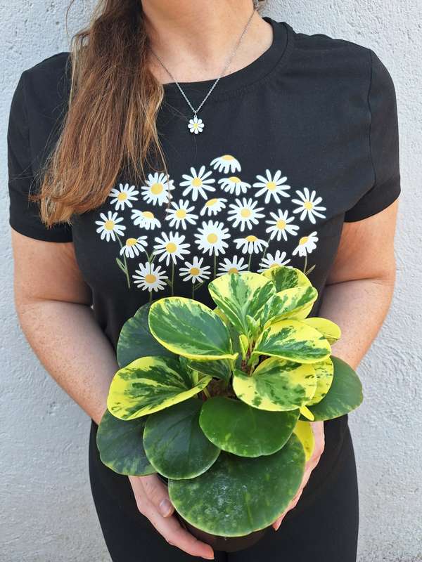 Variegated Combo (Senecio Macroglossus Variegata & Peperomia USA ) in 12cm Nursery Pots