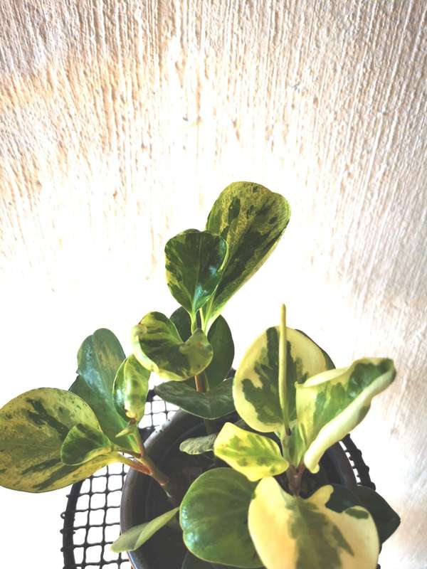 Baby Rubber Plant Combo (Pink + Green Baby Rubber Plants) 12 cm Nursey Pots