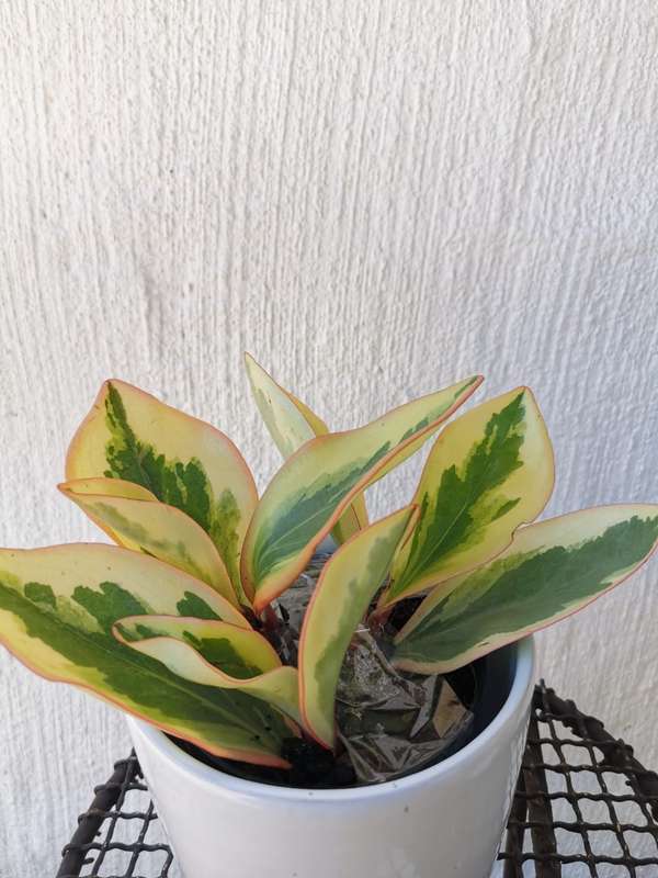 Baby Rubber Plant Combo (Pink + Green Baby Rubber Plants) 12 cm Nursey Pots