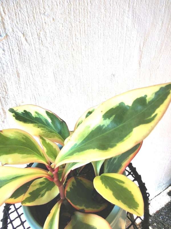 Baby Rubber Plant Combo (Pink + Green Baby Rubber Plants) 12 cm Nursey Pots