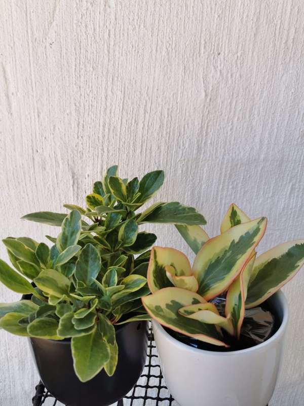 Baby Rubber Plant Combo (Pink + Green Baby Rubber Plants) 12 cm Nursey Pots