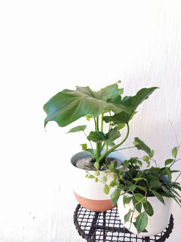 Beetle Selloum Combo (Peperomia angulata + Philodendron Selloum)