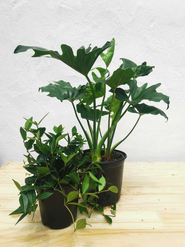 Beetle Selloum Combo (Peperomia angulata + Philodendron Selloum)