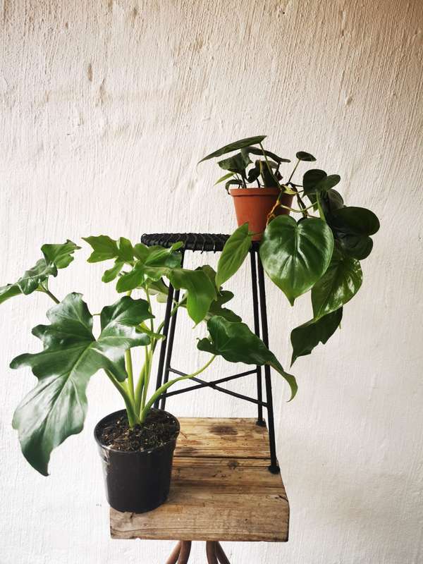 Beginners Combo # 2 (Philodendron Selloum & Heartleaf Philodendron) from 12 cm Nursery Pots