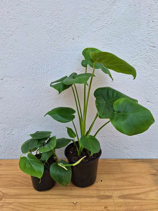 The Beginners Combo # 4 (Monstera Deliciousa & Heartleaf Philodendron) in 12 cm Nursery Pots