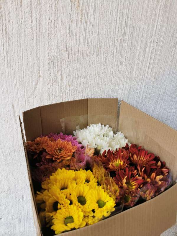 Box of Flowers with little note (4x Mums various colours) | Gift | Indoor Plants |