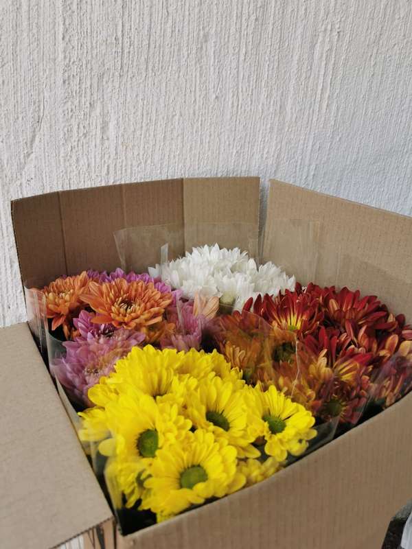 Box of Flowers with little note (4x Mums various colours) | Gift | Indoor Plants |