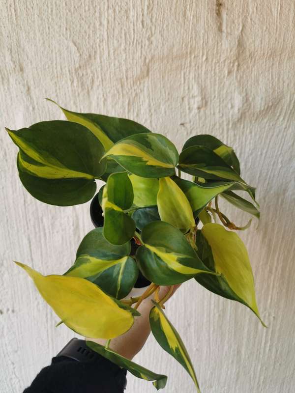 Vining Combo (Heartleaf Philodendron, Philodendron Brazil, Golden State Ivy Pothos, Variegated Iv...