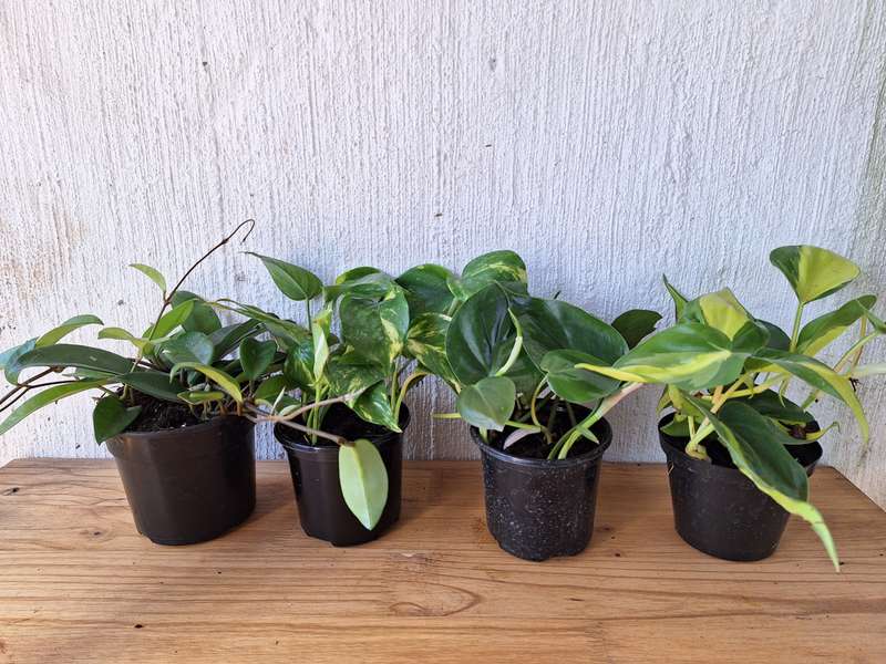 Cascading Classics Combo (Heartleaf philodendron, Philodendron brazil, Golden Ivy Pothos, Green H...
