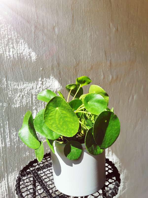 Chinese Polka Combo (Chinese Money Plant + Polka dot Begonia) 12 cm Nursery Pots