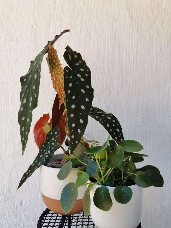 Chinese Polka Combo (Chinese Money Plant + Polka dot Begonia) 12 cm Nursery Pots