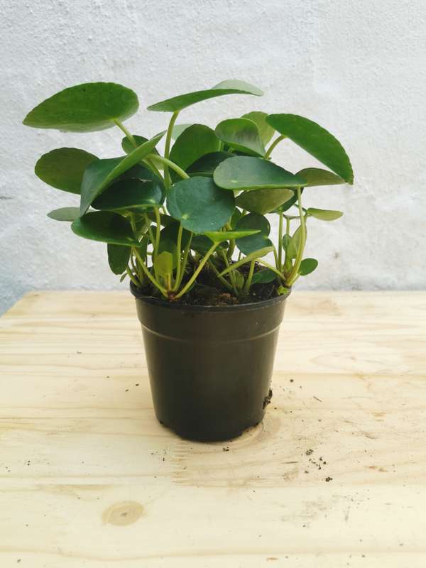 Chinese Money Plant (Pilea Peperomiodes)