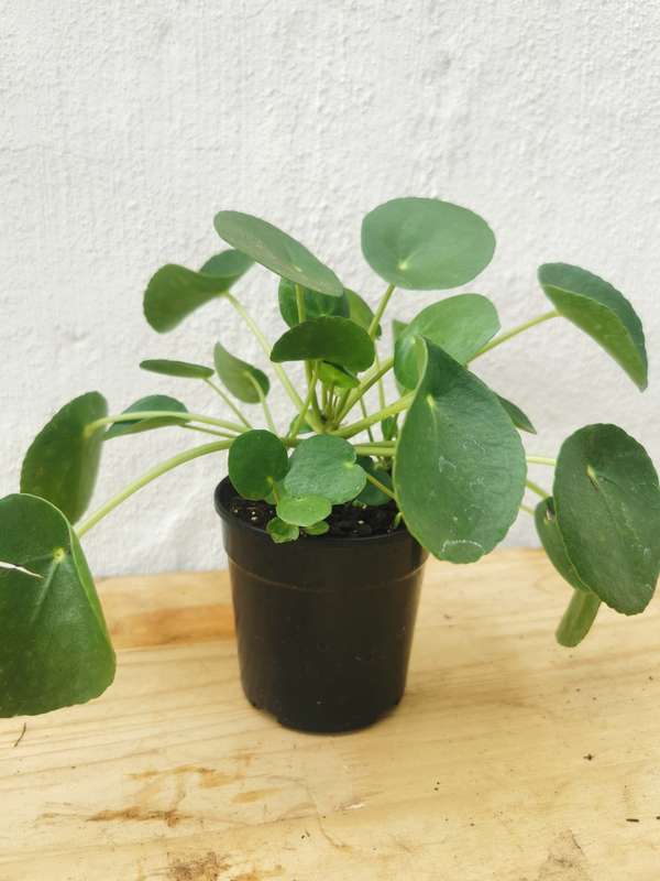Chinese Money Plant (Pilea Peperomiodes)