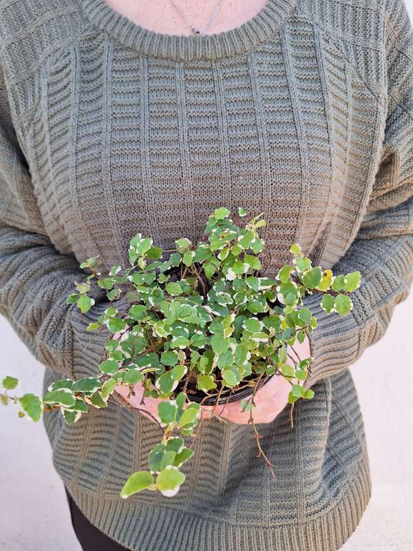 Creeping fig (Ficus pumila) in 12cm Nursery Pots