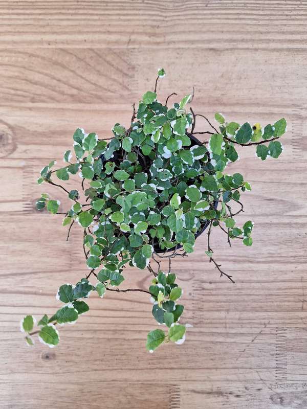 Creeping fig (Ficus pumila) in 12cm Nursery Pots