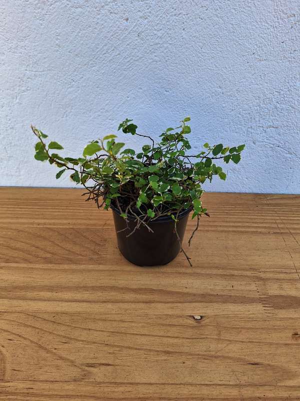 Creeping fig (Ficus pumila) in 12cm Nursery Pots