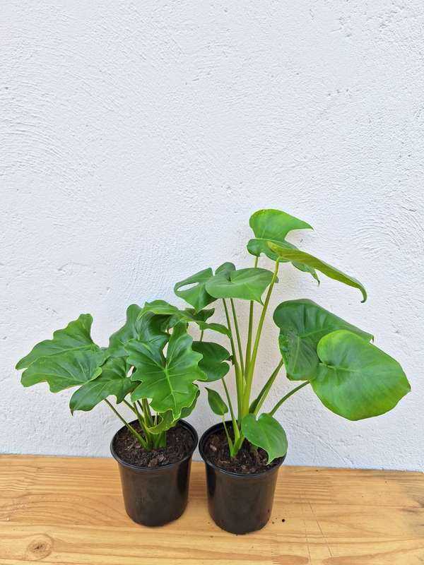 Delicious Selloum Combo (Monstera deliciousa + Philodendron Selloum)