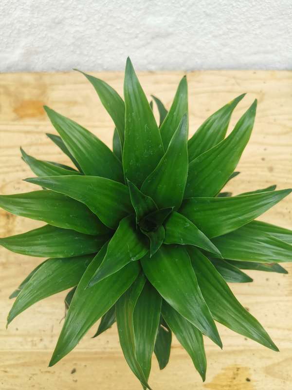 Pineapple Dracaena (Dracaena compacta) in 15cm Pot