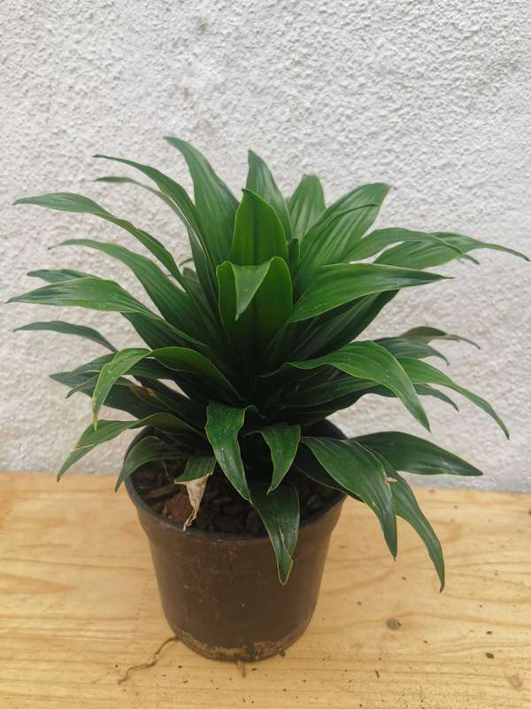 Pineapple Dracaena (Dracaena compacta) in 15cm Pot
