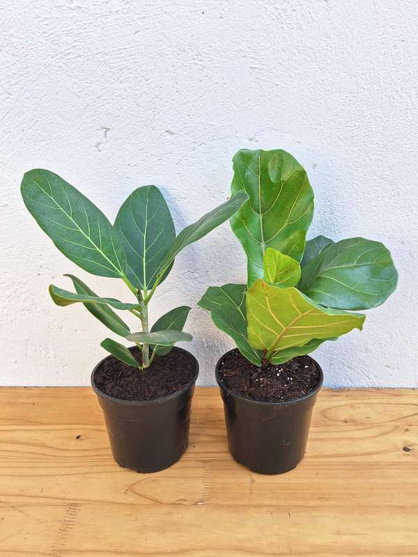 Ficus Combo (Ficus Audrey + Ficus Lyrata) in 14cm Nursery Pots