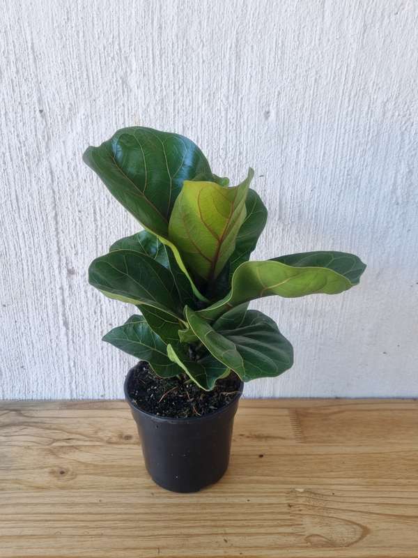 Dwarf Fiddle Leaf Fig (Ficus Lyrata Bambino) in 14cm Nursery Pot