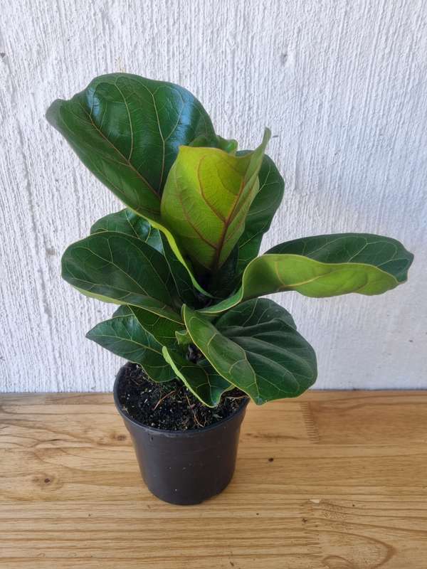 Dwarf Fiddle Leaf Fig (Ficus Lyrata Bambino) in 14cm Nursery Pot
