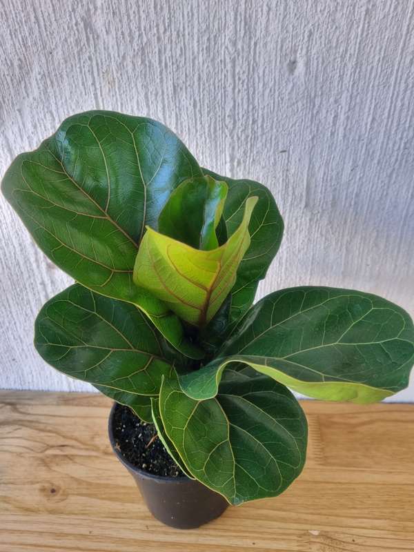 Dwarf Fiddle Leaf Fig (Ficus Lyrata Bambino) in 14cm Nursery Pot