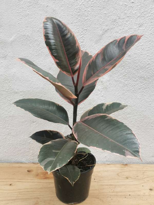 Rubber Tree (Ficus Elastica Ruby)