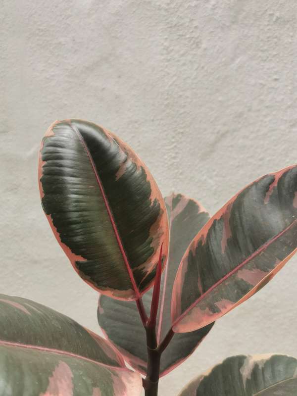 Rubber Tree (Ficus Elastica Ruby)