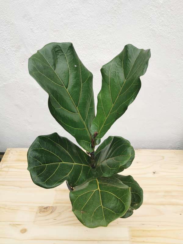 Fiddle Leaf Fig (Ficus Lyrata) | Indoor Plants