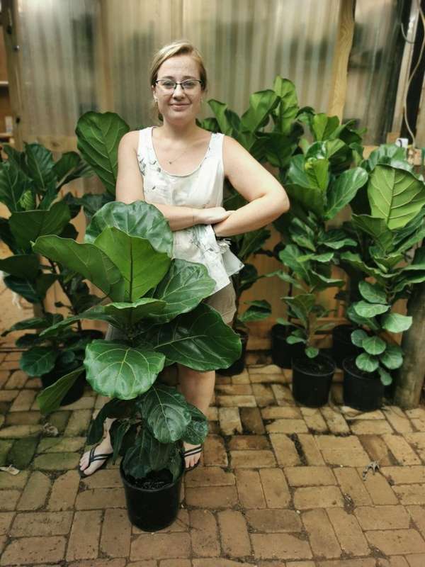 Fiddle Leaf Fig (Ficus Lyrata) | Indoor Plants