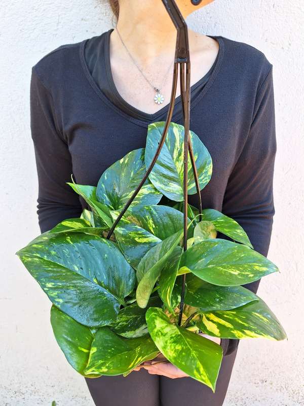 Golden Pothos (Epipremnum aureum) 16.5cm Hanging Basket