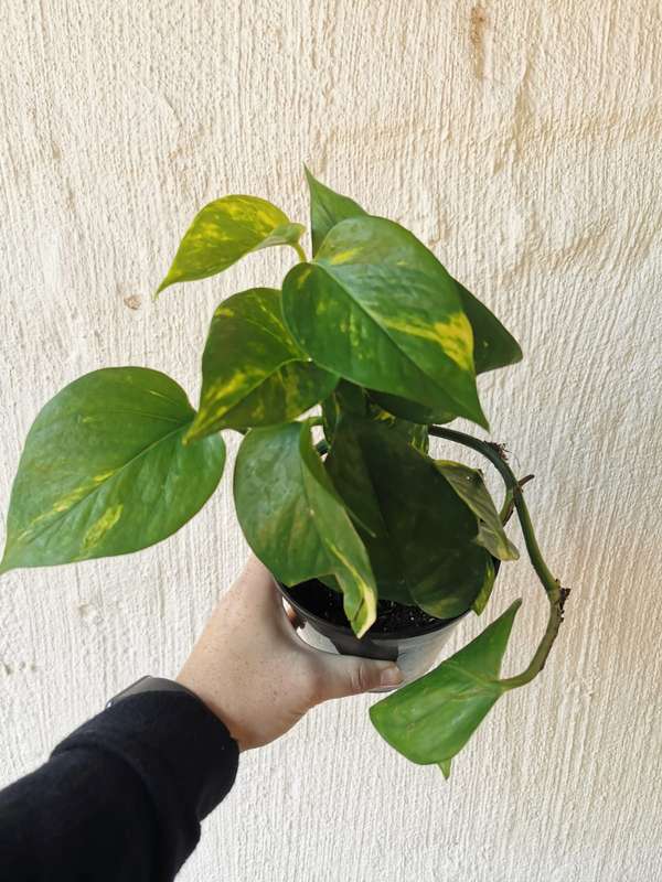 Vining Combo (Heartleaf Philodendron, Philodendron Brazil, Golden State Ivy Pothos, Variegated Iv...