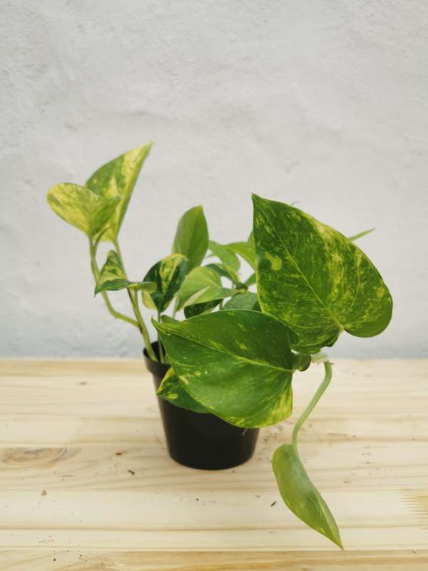 Golden Pothos (Epipremnum Aureum) in 12cm Nursery Pot
