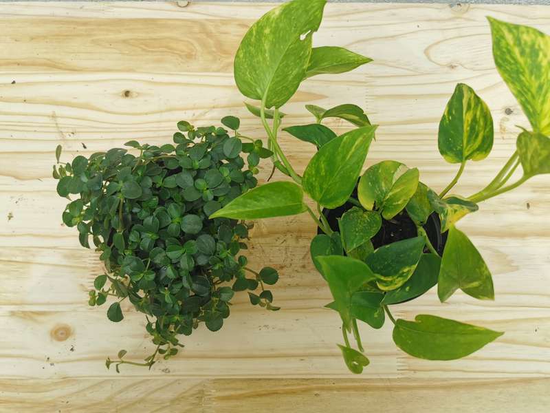 Golden Pilea Combo (Golden Pothos + Pilea depressa) in 12cm Nursery Pots