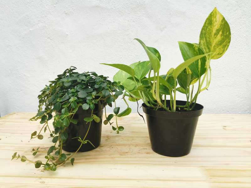 Golden Pilea Combo (Golden Pothos + Pilea depressa) in 12cm Nursery Pots