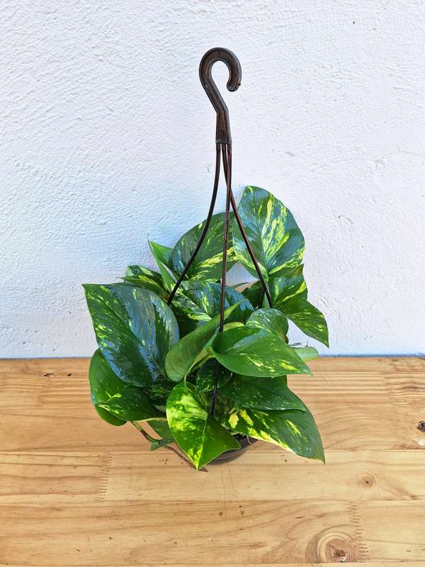 Golden Pothos (Epipremnum aureum) 16.5cm Hanging Basket
