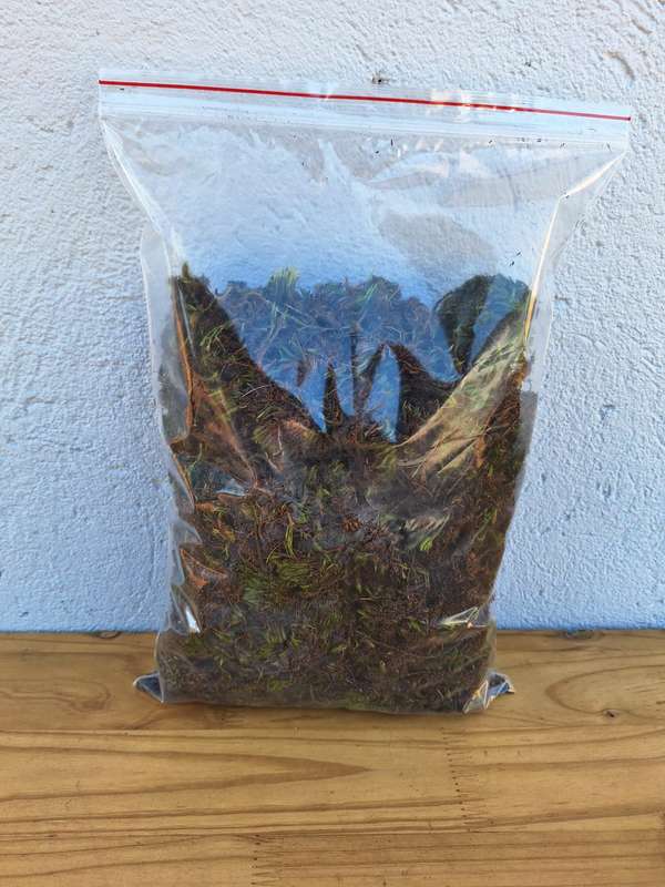 Green Moss 250g