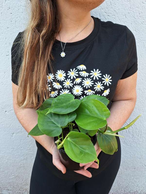 The Beginners Combo # 4 (Monstera Deliciousa & Heartleaf Philodendron) in 12 cm Nursery Pots