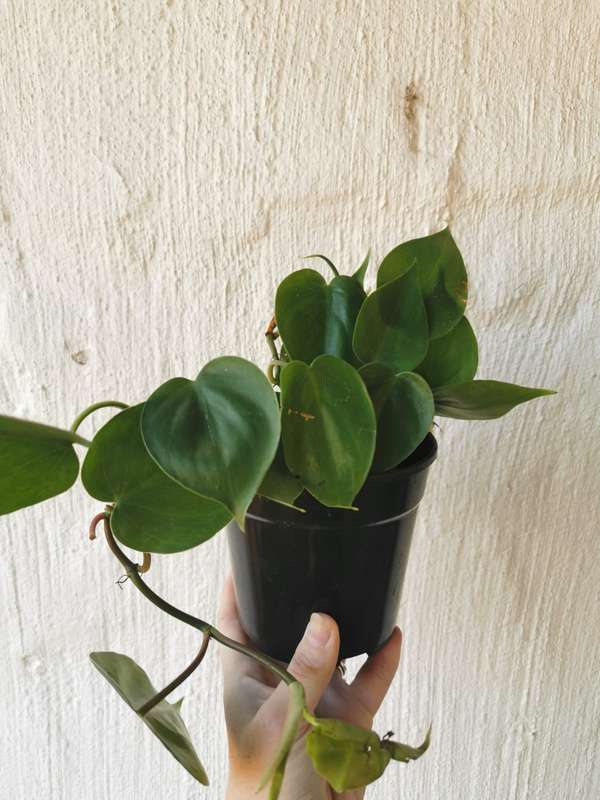 Vining Combo (Heartleaf Philodendron, Philodendron Brazil, Golden State Ivy Pothos, Variegated Iv...