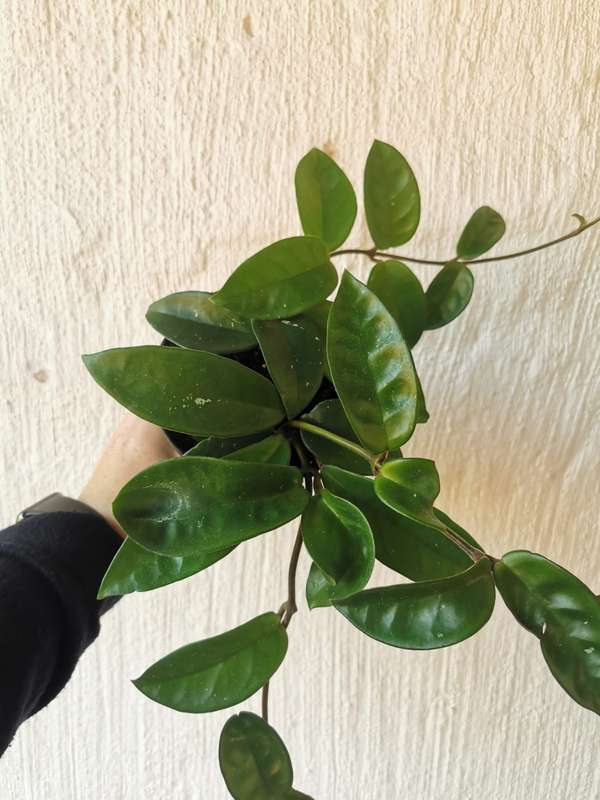 Cascading Classics Combo (Heartleaf philodendron, Philodendron brazil, Golden Ivy Pothos, Green H...