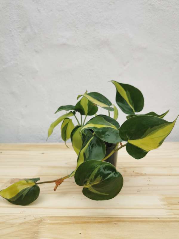 Beginners Combo #3 (ZZ plant + Brazil Philodendron)