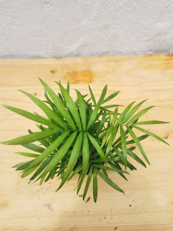 Love Palm (Chamaedorea Elegans) in 9 cm Nursery Pot
