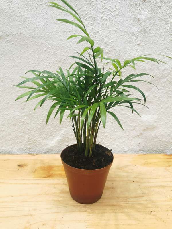 Love Palm (Chamaedorea Elegans) in 9 cm Nursery Pot