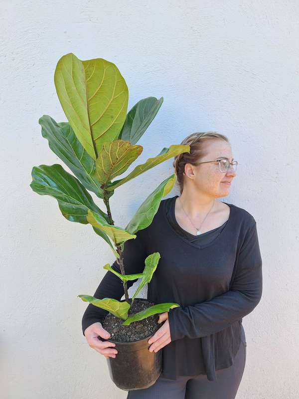 Extra Large Fiddle Leaf Fig | Ficus Lyrata | 23 cm Nursery Pot