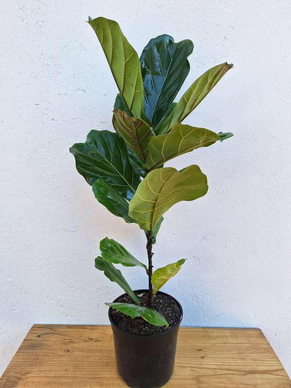 Extra Large Fiddle Leaf Fig | Ficus Lyrata | 23 cm Nursery Pot