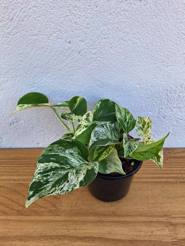 Marble Queen (Epipremnum aureum Marble Queen)