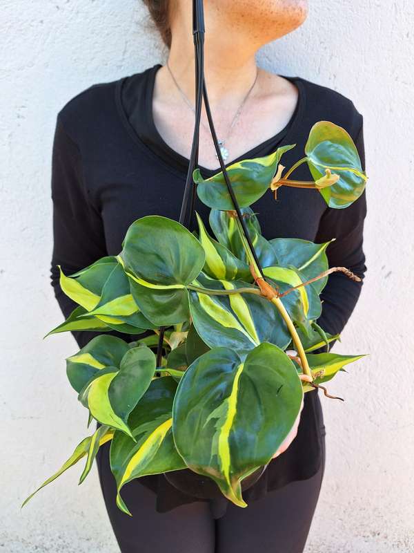 Philodendron Brazil (Philodendron hederaceum 'Brazil') in 20 cm Hanging Basket