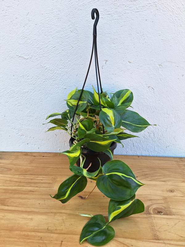 Philodendron Brazil (Philodendron hederaceum 'Brazil') in 20 cm Hanging Basket